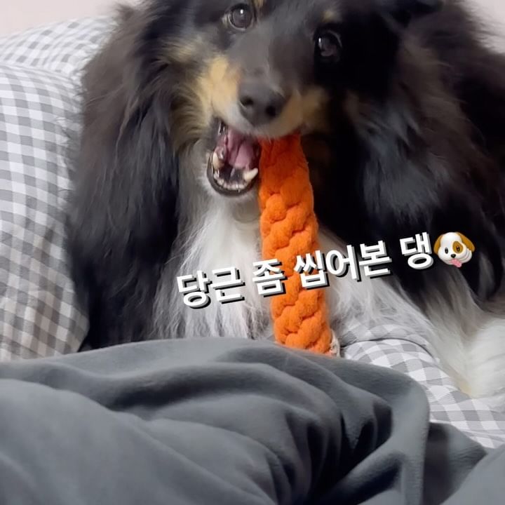 왜 귀여운건뎅? ㅋㅋㅋㅋㅋ
놀랍게도 망가진 장난감이 없다는 함정 ㅋㅋㅋㅋ
드러워서 버린건 있지만 파괴된것은 없다는 것ㅋ
놀랍쥬? 죽기직전까지만 패버린다 이런건가ㅋㅋ
 ⠀⠀⠀⠀⠀⠀⠀⠀⠀⠀⠀⠀⠀⠀⠀ ⠀⠀⠀⠀⠀⠀⠀⠀⠀⠀⠀⠀⠀⠀⠀ 
다른 칭구들은 오똘려나 ㅋㅋㅋㅋㅋㅋ
 ⠀⠀⠀⠀⠀⠀⠀⠀⠀⠀⠀⠀⠀⠀⠀ ⠀⠀⠀⠀⠀⠀⠀⠀⠀⠀⠀⠀⠀⠀⠀ 
이모 이거 아주 맘에든다는데? @1_jiyeo_n 
벨라의 장난감 임뭐♥️💋 고맙습니다