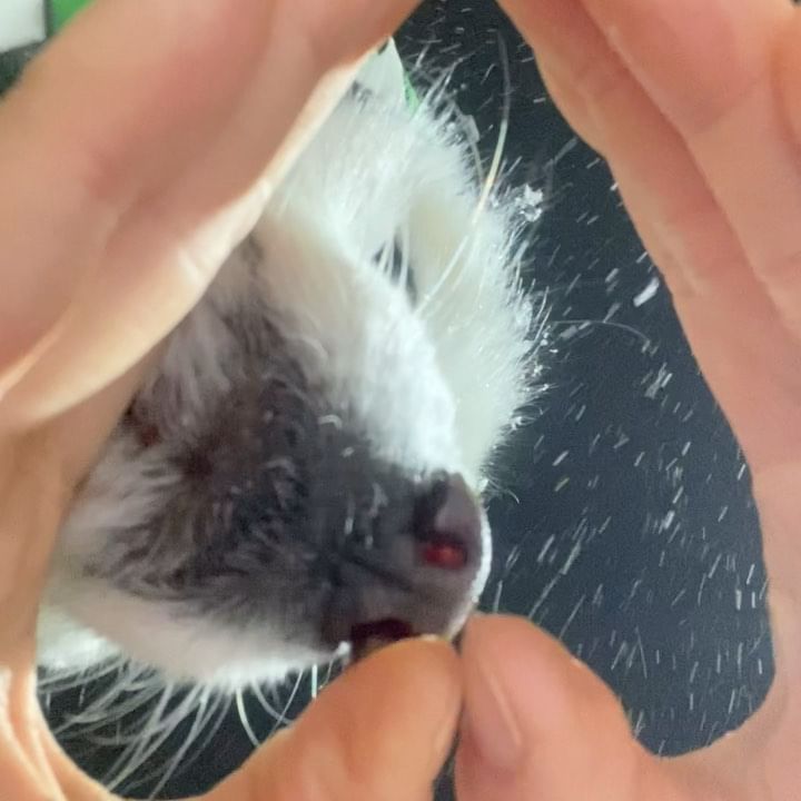 괜히 나갔다...
신나게 놀고 올라했는데 역시 인생은 계획대로 되지 않아••🥲

몸 털 때마다 우비가 흘러내려서 뒤치다꺼리만 하다 옴..ㅎ
얼굴이 작아서 그런가..

#하지만귀여웠죠? #석봉스타그램 #이석봉 #우비입을때마다억울강쥐됨