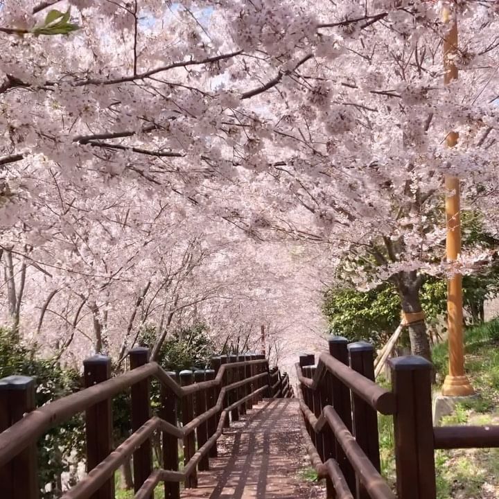 바빠서 인스타도 잘 못들어온 요즘 ㅠ 
세상에나,, 벌써 꽃이 폈네요 🌸🌸🌸