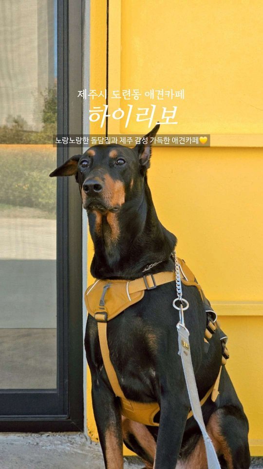#협찬 #체험단리뷰 노랑노랑한 돌담집과 제주 감성이 가득한 제주시 도련동 애견카페 하이리보💛

📍#하이리보
제주 제주시 도련동길 19

🐶애견동반 없이도 카페 이용이 가능해요!
(단, 운동장은 노키즈존입니다~)

▪️삼화지구와 봉개 근처라서 제주시내와 가까워요!
▪️소/중,대형견 존이 구분되어 있어요.
▪️실내 공간에서는 안거나 매너벨트가 필수 입니다.
▪️실외 운동장에 천막이 있어 바람을 막아주어 춥지않아요.
- 투명 창이 있어 강아지들 노는 모습을 확인 할 수 있어요.
▪️운동장이 넓어서 대형견이 뛰어놀기 좋아요🩷

#도베르만 #도베르만심쿵이 #심쿵이는심쿵해 #제주여행 #제주애견동반 #제주애견카페