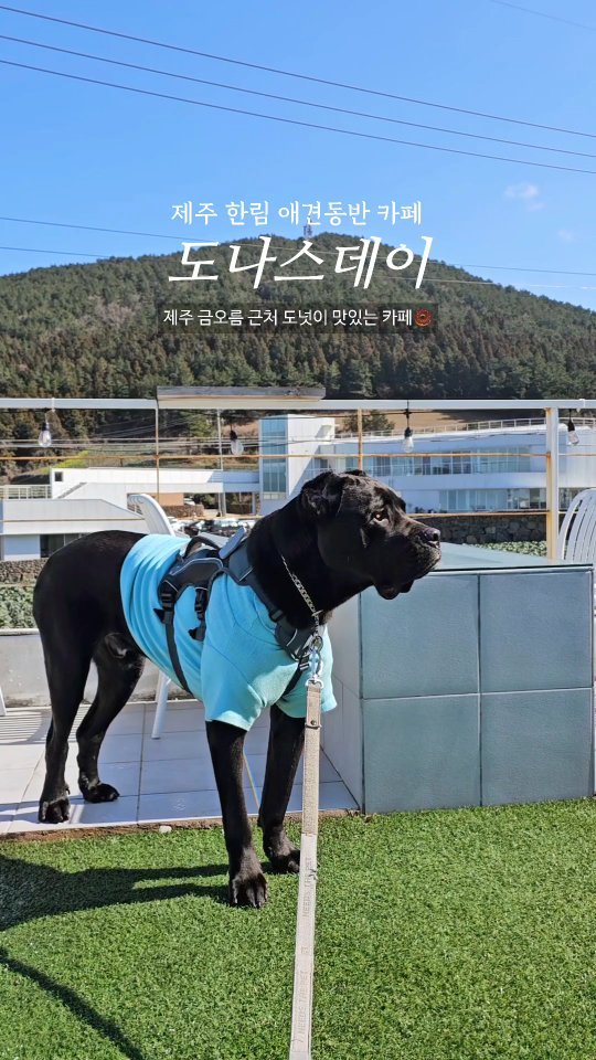 #협찬 제주 금오름근처 도넛이 맛있는 #도나스데이금오름점 🐶대형견가능🩷
📍#도나스데이제주금오름점 #도나스데이
금악리 1718-2
🚗 건물앞 주차가능

▪️애견동반 가능 매장이지만 리드줄 필수!
▪️초당옥수수도나스, 왕밤도나스, 잠봉뵈르도나스 등 다양한 도넛이 있어요🩷
▪️금오름에서 차로 3-5분 거리, 걸어서는 10-15분 거리에요.
▪️2층으로 올라가면 금오름과 금오름에서 패러글라이딩을 하는 모습을 볼 수 있어요.
▪️패러글라이딩 체험 문의도 받고 있어요(1~7kg내의 반려견은 보호자와 패러글라이딩도 가능해요)

#제주여행 #제주애견동반 #금오름 #카네코르소 #카네코르소라운이 #라운이는라운해