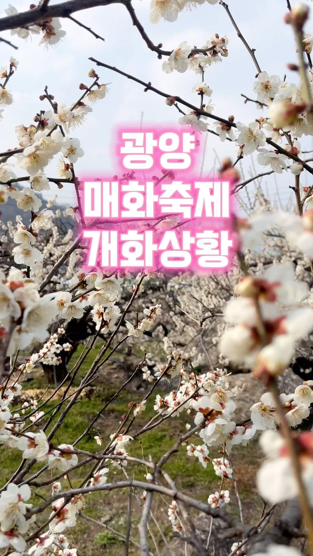 광양 매화축제 개화상황🌺

3월 3일(일) 다녀온 매화축제 개화상황

축제 일주일전부터 많은분들이 방문하고 계시고,
매화는 50% 이상 개화율을 보이고 있습니다.

축제기간에는 섬진강 주변과 
매화군락이 환상적인 장관을
이룰거로 보이며 많은 인파가 몰릴것으로 예상되니
행사일정 참고하시어 다녀오시면 좋을듯합니다.

🔹장소 : 광양시 다압면 매화마을 일원
🔹기간 : 24.03.08(금) ~ 17일(일)
🔹요금 : 유료 5,000원(지역상품권으로 환부)

매년 100만명 이상이 찾는 축제 행사로
매화마을로 들어가는길은 행사기간중에는 차량 통제될 예정이며
셔틀버스를 운행하는점 참고하시고, 평일중 방문을 추천드립니다.

실시간 매화개화상황 공유하시어 인생사진 많이 찍으세용🙏🙏

#광양 #매화축제 #광양매화축제 #봄축제
#여행 #여행에미치다 #여행스타그램
#여행후기 #travel #매화 #봄 #spring