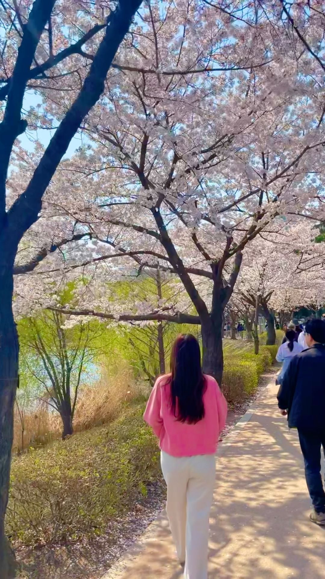벚꽃 놀이 🎀