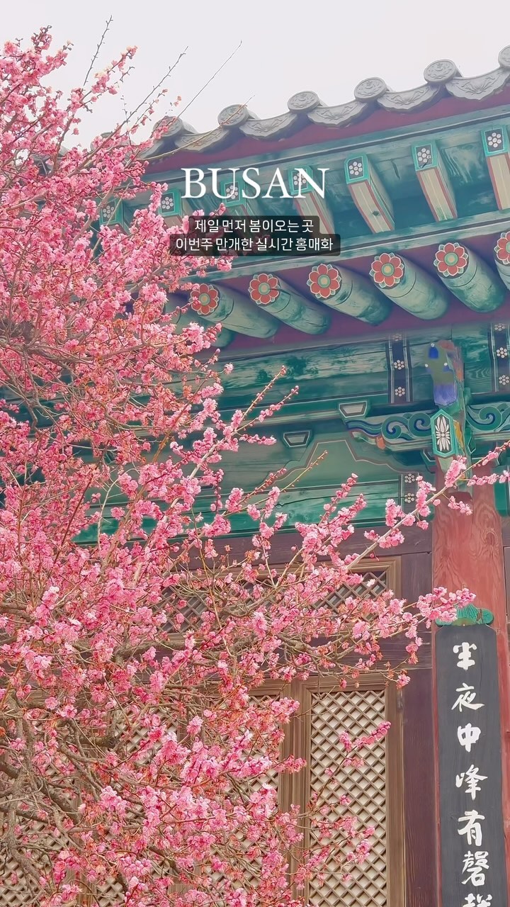 딱 지금만 볼 수 있는 만개한 홍매화
봄이오는 소리가 들리네요
날이 흐려서 실물보다 못담았지만(?)
그래도 예쁜건 같이 봐요..🌸
(촬영일 24.02.25)

주말 오후에 갔는데 생각보다
주차 입구에서 10분정도 정체되고
주차장도 여유있었어요
물론 매화쪽은 사람이 많긴하지만
절이 워낙 넓어서 산책하기 좋아요

그리고 매화만 보지말고
통도사 유명한 개구리도 보고 가세요
(네이버에 통도사 개구리 검색ㄱㄱ🤣)

✔️주차비 중소형 4천원
✔️입장료 무료
‼️홍매화는 1주차장에서 가까워요

---------------

📍 양산 < #통도사 >
경남 양산시 하북면 통도사로 108

---------------

👩🏻‍🦰 부산의 찐맛집과 핫플추천은
부산여친 팔로우 하기⬇️⬇️⬇️

@busan_girlfriend 
@busan_girlfriend 
@busan_girlfriend 

#부산매화 #양산통도사 #통도사홍매화 #부산근교여행 #부산드라이브 #부산근교 #부산근교나들이 #부산근교드라이브 #경남가볼만한곳 #양산핫플 #매화축제 #원동매화축제