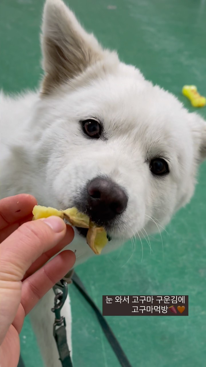 눈이 펑펑 내리길래 고구마 좀 구워서
쥔님들 간식 푸짐하게 대접해드리고 왔습니다🐶🍠

저래봬도 아직 아기 강쥐라서
작게 조각을 내줘야지 잘 씹어먹더라구요!

큰 조각 못먹길래 잘라주려고 손대니까
으르렁 거려서 너무 어이없고
버릇을 어떻게 고쳐야하나 싶고..😰

강형욱님 유튜브 열심히 보는데
나아질 기미가 전혀 안보여요.. 우짜죠🥲

#진돗개 #고구마