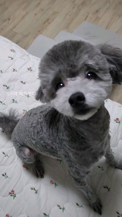 인스타가 귀여운 릴스를 만들어주었어🥺