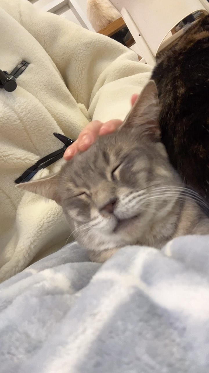 냥이세상-🐈🤍
내가 두고두고 볼라고 올리는 릴스
:
:
.
#고양이 #고양이일상 #고양이정원 #고양이그램 #냥 #냥스타그램