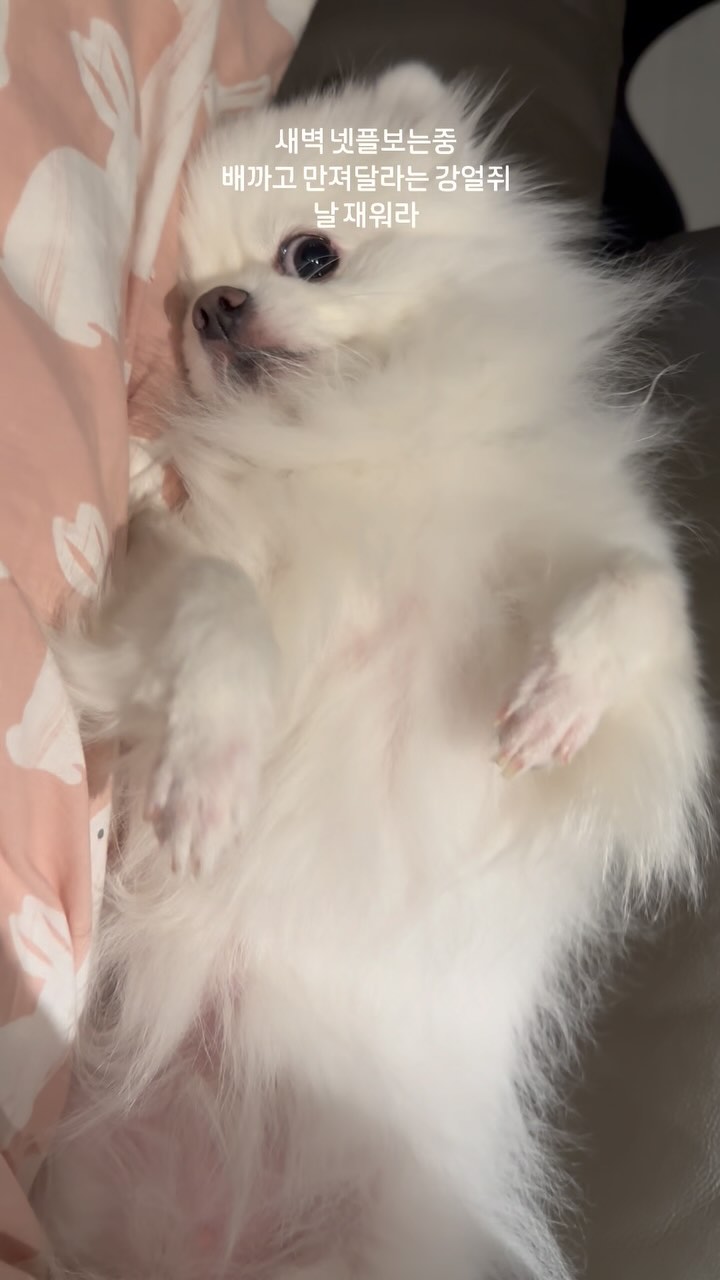 새벽 나혼자만의 시간
총총 다가와서 벌러덩 배까고 만져달라는 모찌
배만져줘야 잠이와요 
귀여오🥰
.
.
#강아지#개스타그램#멍스타그램#애완견#견스타그램#벌러덩#배만지면잠와요#만져줘#잠오는강아지#dog#doginstagram #모찌#새벽#재우는중#사랑해#귀여워