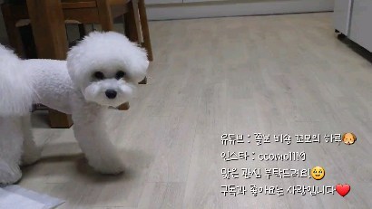 유튜브: 쫄보 비숑 꼬모의 하루🐶
인스타 : ccomo1119
많은 관심 부탁드려요!
.
.
 #릴스초보 #강아지 #아기강아지 #릴스 #비숑 #아기비숑 #비숑프리제 #댕댕이 #힐링 #반려견 #반려동물 #유튜브 #puppy #dog #cute #세나개 #터그놀이  #푸들 #말티즈 #맞팔 #소통 #좋아요 #낮잠 #영상 #아기 #bichon #bichonfrise #귀여운짤 #강아지짤 #고양이