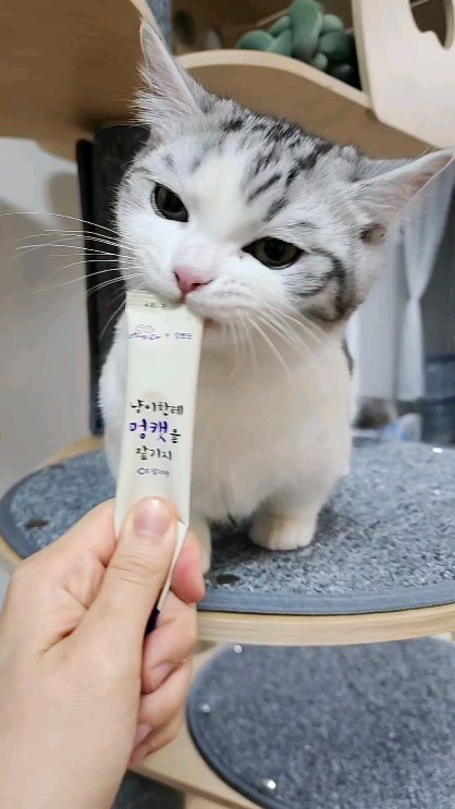 미친 기호성...🫶
이렇게까지 환장하는 츄르는 없었어..
이거모야........
11일 오픈 언제기다려.....

🏷김뽀또&멍캣 콜라보레이션💐

@british_bboddo 
@mungcat_official