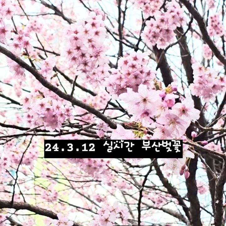 #예쁘다그램

부산에 비가 왔어요,
비가 꽤 많이 왔답니다.

우연히 지나가다 발견한 핑크꽃이
가득한 나무, "엇?! 혹시???"
급 차를 세우고 아들들과 내렸어요.

이렇게 예고도 없이 2024년 첫 벚꽃을
만났습니다. 진짜 심쿵심쿵했답니다.

비가와서 꽃잎이 꽤 많이 떨어졌지만
그래도 예뻤어요.
비가 오지 않았다면 내가 제일 좋아하는
핑크가 샤랄라 반짝 거렸을텐데,
살짝 아쉬웠지만 너무너무 행복해요ㅡ♡

이렇게 봄이 오고 있습니다. ^0^

어딘지 궁금하신 분들은 댓글이나 디엠 주시면
디엠드릴께요, 이곳이 오픈된 공원같은 곳이 아니라서, 혹시나 가보고 싶으시다면 자세히 알려드릴께요ㅡ♡

#부산벚꽃
#2024벚꽃
#벚꽃개화
#벚꽃핀곳
#부산실시간
#부산벚꽃개화
#부산벚꽃실사
#실시간벚꽃
#부산벚꽃포토존
#벚꽃나무
#부산벚꽃위치
#벚꽃구경
#벚꽃만개
#연년생아들맘
#부산아지매
#벚꽃
#벚꽃길
#벚꽃스타그램