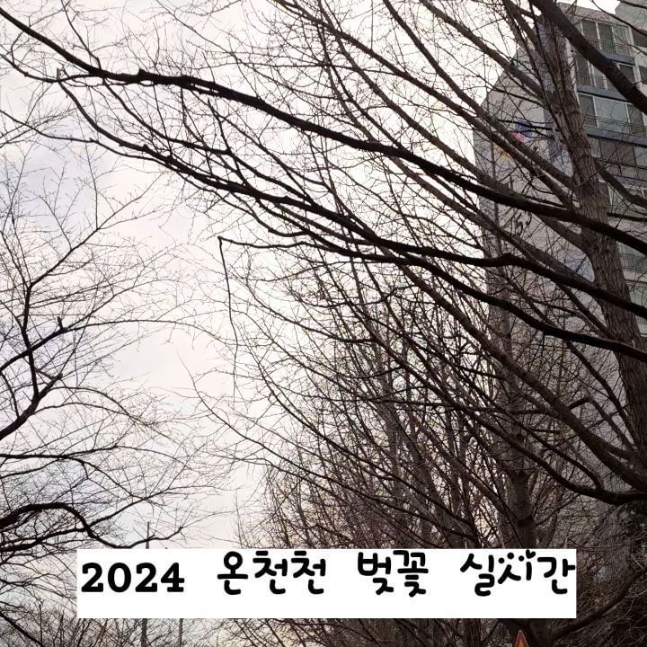#벚꽃기다려요

집이 온천천 주변이다보니 벚꽃상황이
궁금해서 물어보시는 분들이 점점 
더 많아서 친구랑 마트가는 길에
봤는데요, 아쉽게도 아직 앙상한 가지만
보입니다.

이제 슬슬 따뜻해지기 시작하니까
다음주면 꽃망울이 올라오기 시작하지
싶어요.

온천천은 벚꽃이 피면 제대로 핑크빛 세상이 되거든요.

생각만해도 설레는 순간입니다ㅡ♡

얼른 핑크빛으로 물들기를 바래봅니다!

#온천천
#부산온천천
#온천천벚꽃
#온천천벚꽃실시간
#실시간온천천
#실시간온천천벚꽃
#부산벚꽃
#핑크핑크
#얼른피어라
#동래온천천