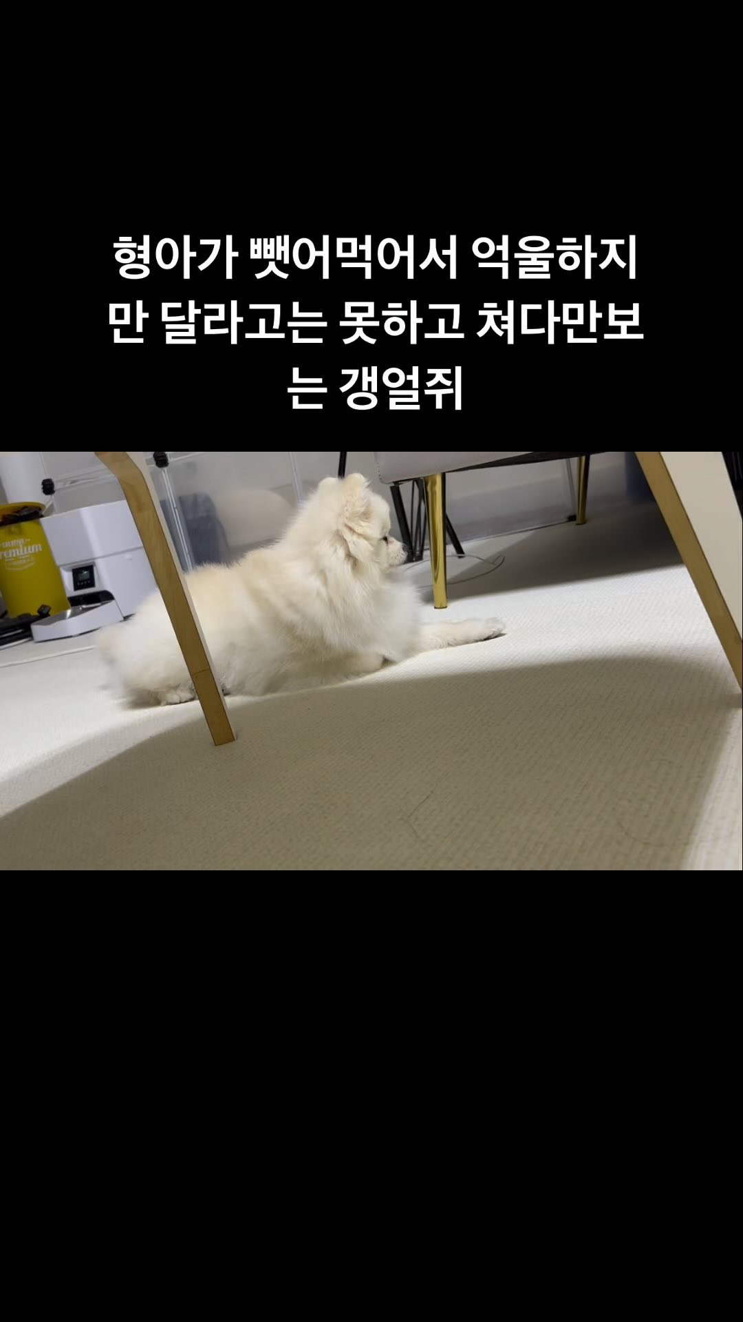 티모 안먹는다 그래서 냐미만 줬는데 하루종일 티모가 뺏어 먹는중

.
#강아지 #강아지릴스 #착한강아지 #바보
