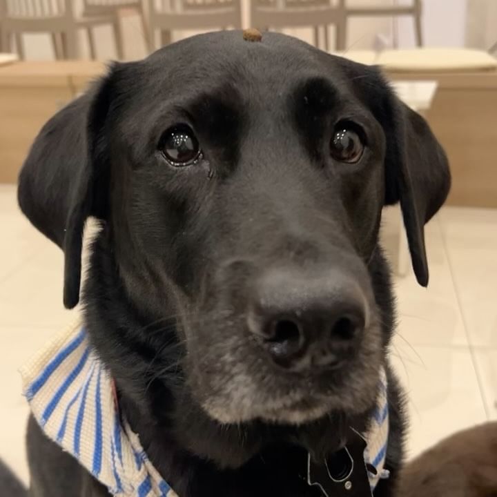 고작 사료 한알 주고 찍는거냐멍🐶🐶🐶🐶
일복터져서 넘 바쁜 나머지 주1회 인스타도 힘들어져써여🥲🥲 아직 여행 다녀온 영상 사진 절반도 못올렸는뎅 ㅜ🤣