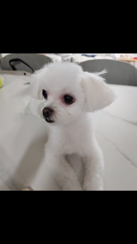 #김쏨
취향 확실한 남좌ㅎㅎ
뻥튀기는 NO
떡뻥만 먹는다ㅎㅎ

🤣🤣🤣🤣🤣🤣🤣

#솜이스타그램 #김쏨 #댕댕이일상