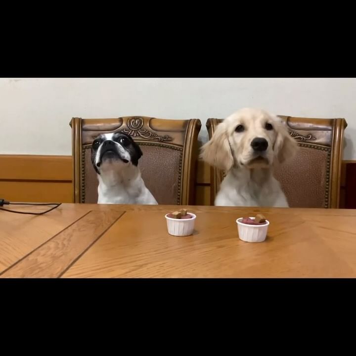 내돈내산 강아지 컵케이크 만들기🧁🧁

바비온 강아지 토핑 컵케이크
무색소 무향료 무첨가 알러지 걱정 zero!!

얘드라 맛있게 먹어줘서 고마워💛💛