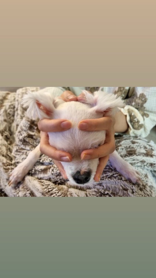 보끔이도꽃개챌린지 도전!🌸

실패....
개화났개😣
말티즈는참지않아!
.
.
.
#꽃챌린지#강아지릴스#반려견그램#일상#소통해요#일상그램#댕릴스#좋아요
#꽃챌린지강아지버전#꽃개#가족스타그램
#인스타챌린지#릴스초보#말티즈