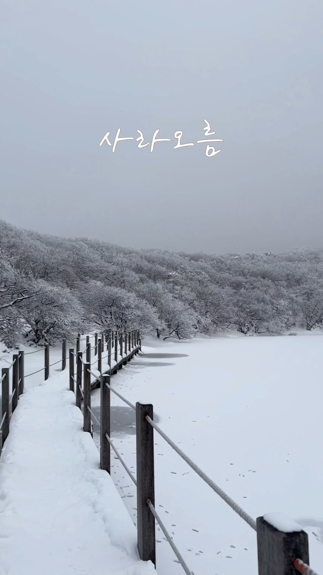 .
#yun0오름정복기
#성판악코스
#한라산탐방예약
#사라오름
.
2월 마지막 눈구경 다녀왔습니다🫶🏻
극단적인 날씨를 좋아하는 저는
겨울과 여름이 제일 좋은데요~
이유는 눈과 바다가 좋기 때문🤍
.
사라오름 눈 녹기 전에 다녀오려고
회사도 건너뛰고 다녀왔습니다😅
오후출근 하긴했으나
발바닥을 잃엇습니다😂
.
발바닥을 잃어도 좋을만큼
너무너무 예뻤고 
제가 첫 사라오름 등산자라 더 뿌듯🥹
(제 뒤로 많이들 오셨습니다만)
다음 사라오름은
여름 장마 끝나고 발담그러 다녀와야겠어요⛰️
.
성판악 코스로 예약하시면
진달래밭대피소 전에 사라오름을 오르실 수 있습니다😊
.
다음 오름은 물영아리 😎
조맹아 같이가자
.