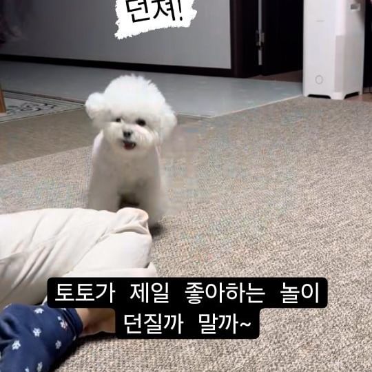 토토가 제일 좋아하는 시간은?!
공놀이!!!⚾️⚽️🥎🏀🏐
그냥 던지기 놀이는 재미없대요.
던질까 말까 무한반복중 🫠
덕분에 매일 팔운동~💪

#공놀이 제일좋아 #축구선수가꿈 #공만보면 난리난리