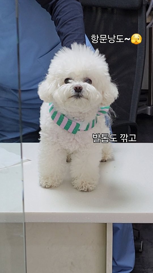 토토의 심장사상충 하는날! 
🏥 에서 한번씩 체크하는게 좋아서 매달가고있어요.
병원에서도 의젓하게 토토최고~😘

#심장사상충 #동물병원진료 #무섭지않아요