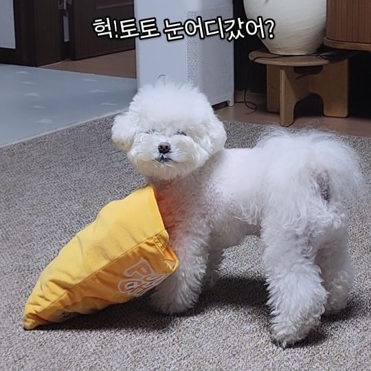 저녁 다 먹고 노즈워크가 하고싶은 강아지~
까까 넣어달라고 시위중인것 같아요.🫣
마시라는 물은 안마시고 한바탕 난리중💨💨💨

#간식달라고시위중 #빗질해도소용없음 #얼굴천재 안되겠니