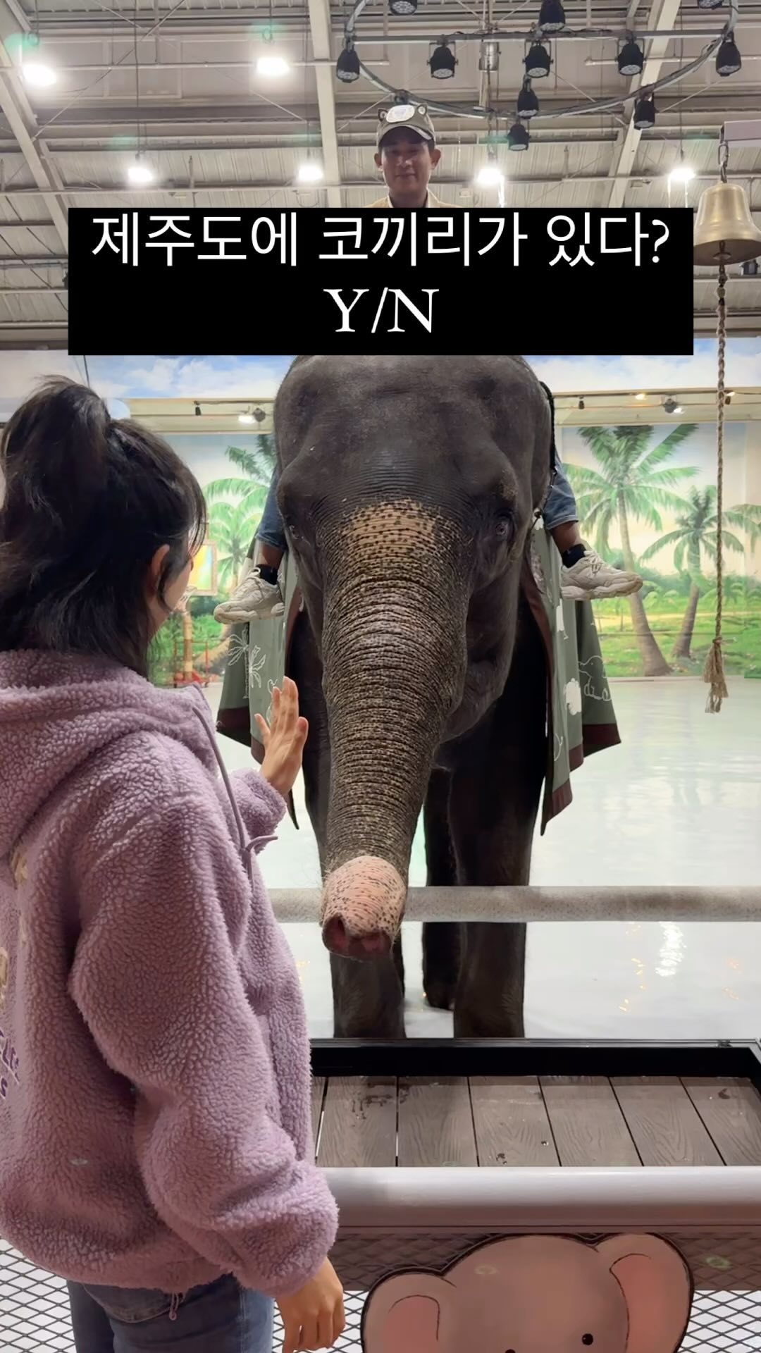 #광고
제주도민도 몰랐던 제주코끼리 볼수있는곳🐘

[점보빌리지]
📍제주 서귀포시 안덕면 평화로319번길 31-11
24년 3월 1일 리뉴얼 오픈한 신상 #제주도핫플 

강아지가 간식으로 놀면서 훈련하는것처럼
코끼리들도 놀이로 즐기는 모습을 보면 코끼리도 귀여워 보여💕
리뉴얼한 실내도 넓고 예쁜데다 빵도 맛있는 #제주베이커리카페 
춥거나 비오는날 실내 코스로도 제격!

#제주리뷰 #제주리뷰팸투어 #제주실내관광지 #제주실내데이트 #제주이색카페 #제주이색체험