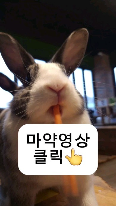 🐰🥕먹다말고 멍..콧구멍벌렁 왤케기엽냐

토끼가 강아지처럼 뛰어댕기는곳!!

🐰토끼를 만질수도
🥕토끼랑 같이 뛸수도
🐰먹이주기는무료
🥕심지어 계속무료

귀여운거좋아하는사람은
무조건 한번은 가봐야할

동물좋아하는사람도
꼭 한번은 가봐야할
그런곳 🫶 

토끼가 밥먹는 저 콧구멍과 입을 계속쳐다보게됨
정말 계속 쳐다보게됨

🐭기니피크랑 햄스터도있는건 안비밀

🐠물고기도있는건 안비밀
🐟물고기밥은 유료인거 더 안비밀

1만원에커피까지주더라

갇힌동물보는건 지겹지?
키카도 지겹자나~

동물이나보러가자

아참..

토끼💩 밟을수있으니
조심하구 ⚠️ ⚠️ ⚠️ 

●•●•●•●•●•●•●•●•●•●•●•●•●•●•●•●•●•●•●

⏰️10:00~20:00
  라스트오더 19:00
📍요정출몰지역
  경기 하남시 동남로424번길 100 (효죽동교회1층)
🚗주차는 좁지만 가능

🎀저장하고 주말에 / 같이갈사람 공유

당신의선택은?