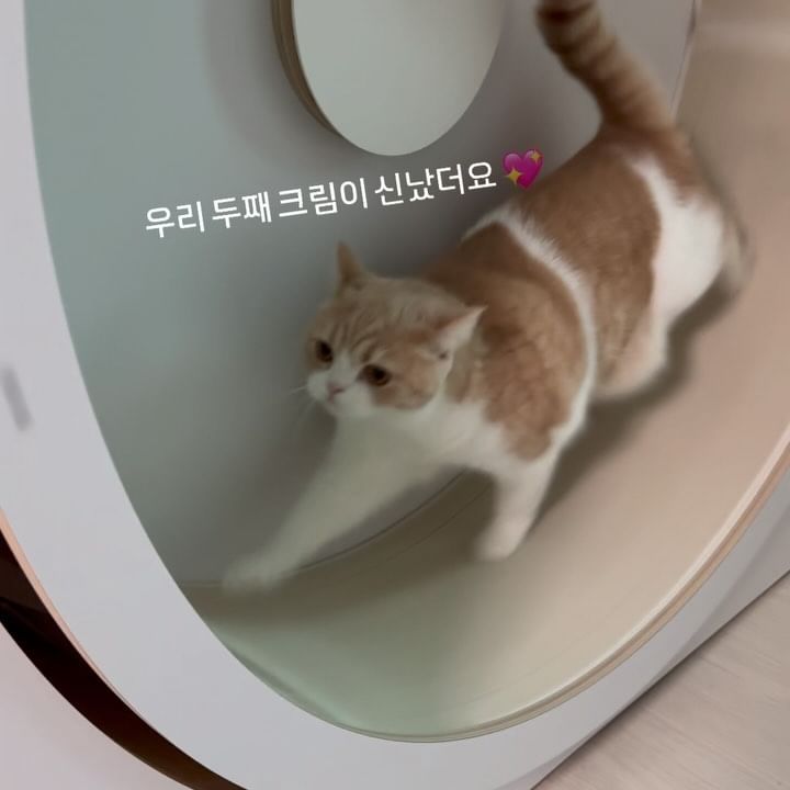 요즘 크림이가 무지 파워 넘치게 뛴다 😂
(오래는 못뜀..)
헬시캣 사주길 진짜 잘 한것 같다 💕

@_healthycat 

#슈아스타그램 #크림스타그램 #브리티쉬숏헤어 #냥스타그램 #야옹스타그램 #캣스타그램 #집사스타그램 #고양이스타그램 #고양이 #이쁜고양이 #귀여운고양이 #고양이사랑 #슈크림 사랑해 #선팔 #맞팔 #좋아요반사 #좋아요 #cat #catstagram #kitty #kittystagram #catlove #猫好き #猫好きと繋がりたい #ねこ #ねこらぶ #ねこすたぐらむし 🐱