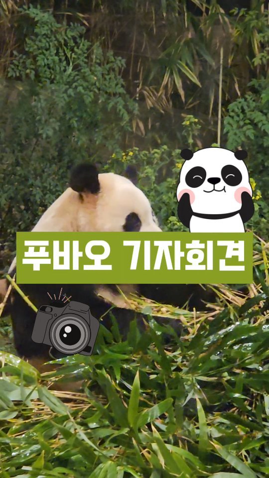 #푸바오 🐼 

인기초절정인 푸바오 보러갔어요🤩
주말이라 그런지 대기줄이 어마어마 하네요

입장하면 #동물보호 를 위해서라도 조용히 하는게
#에티켓 이긴 합니다만
이렇게 엄숙하다고??? 🫢🤭
 
마치 #기자회견 을 방불케 하는 자리였어요
누구하나 소리내는 사람없이 카메라 셔터 소리만...
정말 도서관 같이 #소음제로 였던...
너의 위대함을 보았다

#대포카메라 도 많고 웬만한 연예인보다 
만나기 힘들고 사생팬들이 많은 푸바오야

가지마아아아아~~~~~😭

#에버랜드#푸바오🐼 #푸바오덕질 #푸바오최근#푸바오실물영접🐼❤️ #푸바오가지마 #푸바오짤 #푸바오사랑해