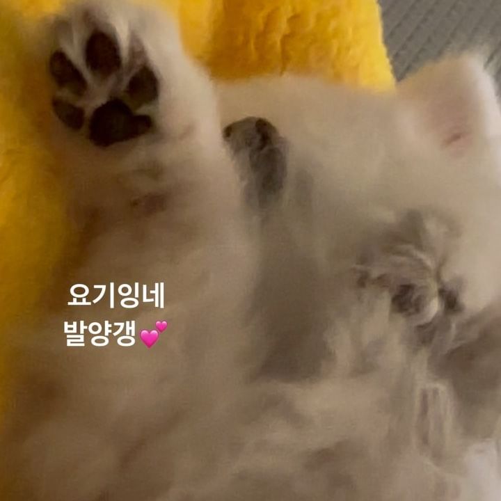 감히 손으로 만지고 찍지 못한 예삐의 발양갱..🐾
#발양갱#밤양갱
#발양갱챌린지