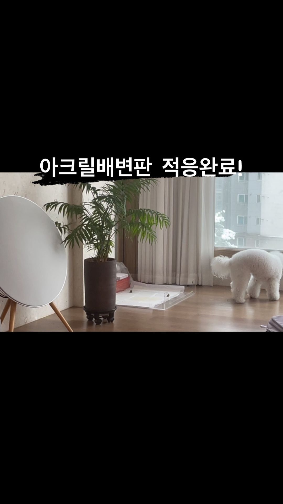 우리집 강아지 예쁜 로이~~요즘 자꾸 배변판에 안싸고 앞에다 싸놔서 박스에 배변판을 깔아줬는데,, 쉬 양이 너무 많아서 자꾸 옆으로 샌다,, 마루에 스미는거 너무 싫어 ㅠㅜ 그래서 이번에 리빙앳 모서리 소변 방지 아크릴 배변판으로 바꿔줬다!! 디자인도 너무 깔끔하고 안전하고 예쁘다*0* 우리 로이에 딱 맞는 대형사이즈로 바꿨더니 적응도 너무 잘해!! 오자마자 한번에 배변성공~ 리빙앳 새지않는배변판으로 바꾼후 우리로이는 한번도 다른곳에 실수하지않았고 쉬도 옆으로 새지않아서 대만족!! 아크릴배변판 강아지배변판 리빙앳 강추!!!^^
#리빙앳 #배변판 #배변패드 #강아지배변패드 #강아지패드 #아크릴배변판 #투명아크릴배변판 #아크릴강아지배변판 #배변판주문제작 #아크릴배변판주문제작