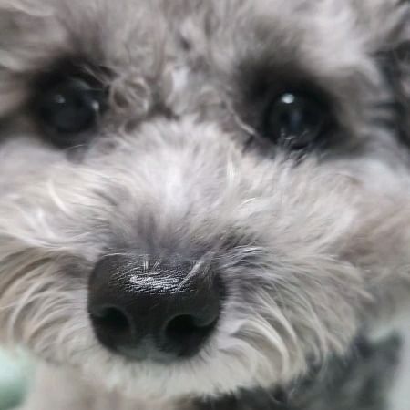 언니의 도전!!! 3트나 해버렸어.....이쁘게 잘 나왔나?

 #강아지 #멍스타그램 #반려견 #dog #일상 #개스타그램 #댕댕이 #puppy #dogstagram #멍멍이 #펫스타그램 #daily #pet #소통 #견스타그램 #데일리 #강아지그램 #독스타그램 #맞팔 #instadog #petstagram #푸들 #개 #좋아요 #선팔  #애견 #강아지스타그램 #실버푸들 #파티푸들

#앤크