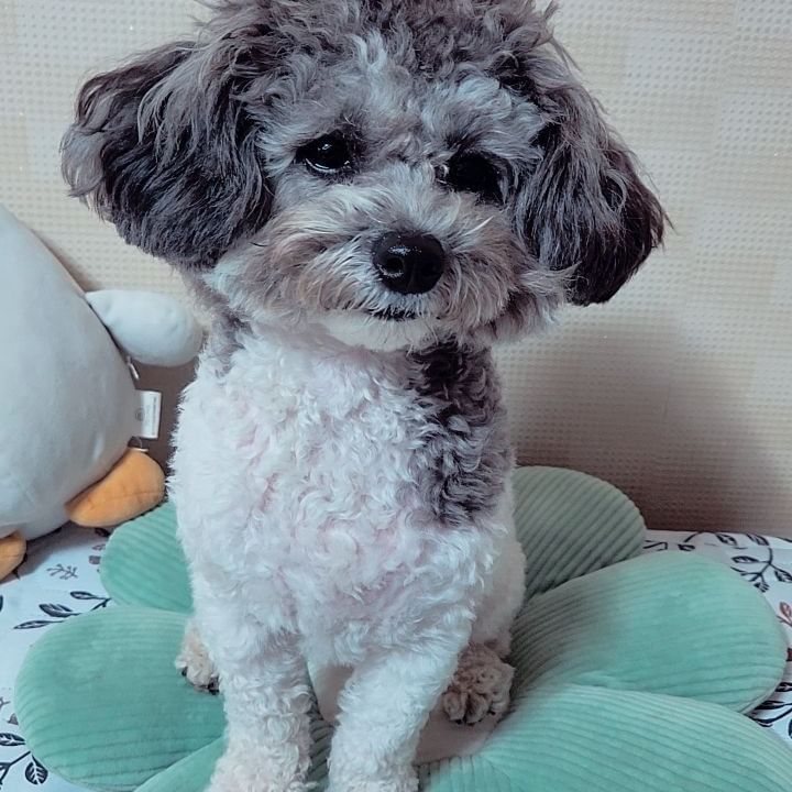 켈리랑 신디네가 줘써ㅎㅎ 맛있게 묵을겡❤️🩷맛있는데 건강에 좋은 건 먼데 개꿀~ 더 줘 더줘라니까? 아 이 언니 용량 너무 잘지켜 5키로 이하 하루 1~2개 장난하냐구......지는 맨날 과자한봉지 쳐먹으면서ㅗ

@kelly.with.c_.ndy 

 
 #강아지 #멍스타그램 #반려견 #dog #일상 #개스타그램 #댕댕이 #puppy #dogstagram #멍멍이 #펫스타그램 #daily #pet #소통 #견스타그램 #데일리 #강아지그램 #독스타그램 #맞팔 #instadog #petstagram #푸들 #개 #좋아요 #선팔  #애견 #강아지스타그램 #실버푸들 #파티푸들

#앤크