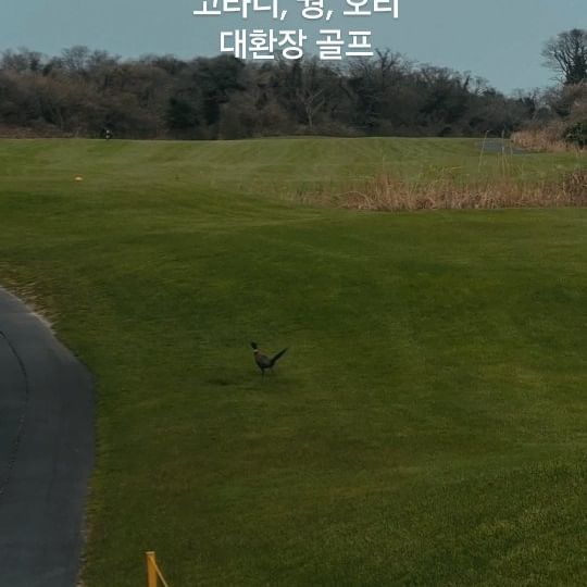 제주에선 흔한 골프장 풍경
오리 그럴 수 있지..
뀡? 그려.. 꿩짝이야 이것도 하는데..
고라니? 노후라고 하시네요
ㅋㅋ 제주에선 흔히 볼 수 있다네요. 

오랜만에 파란하늘, 좋은 날씨..
평일 에코랜드 골프장
골프 너무 좋았어요^^ 

제주  골프장 도장깨기 중^^ 

#제주골프 #제주골프장 #제주에코랜드cc 
#에코랜드 #골프 #골린이🏌🏼‍♀️ #평일제주골프 #평일골프