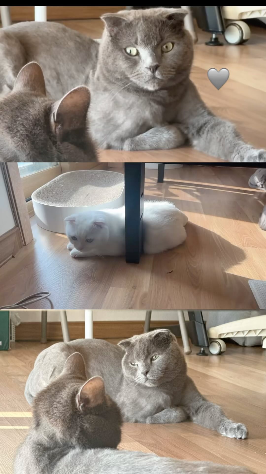 햇볕좋다💛

#회색고양이 #고양이남매