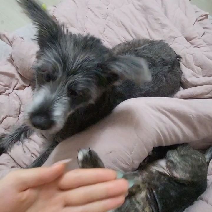 반달이와 두한이