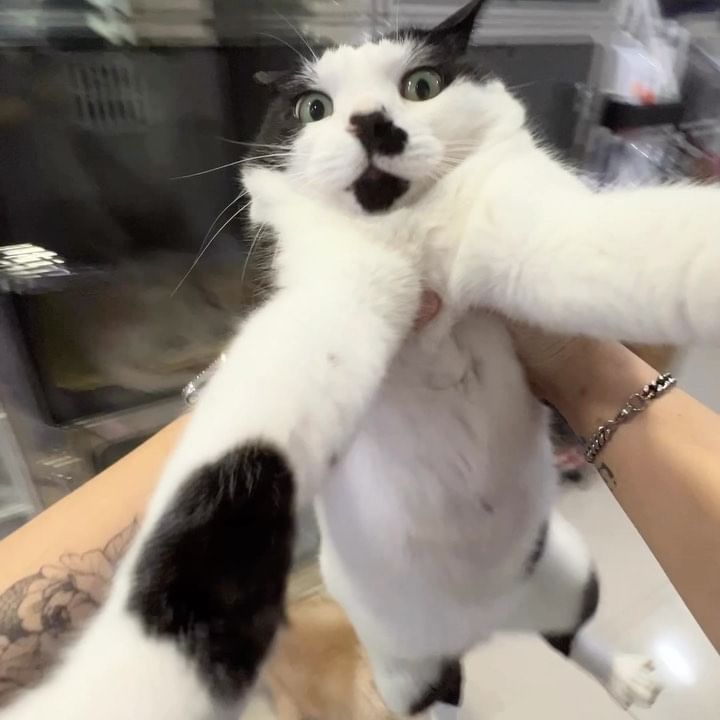 짜장아 너가 체고야🩵

#고양이 #코숏 #부실한하체 #젖소 #동물병원 #짜장