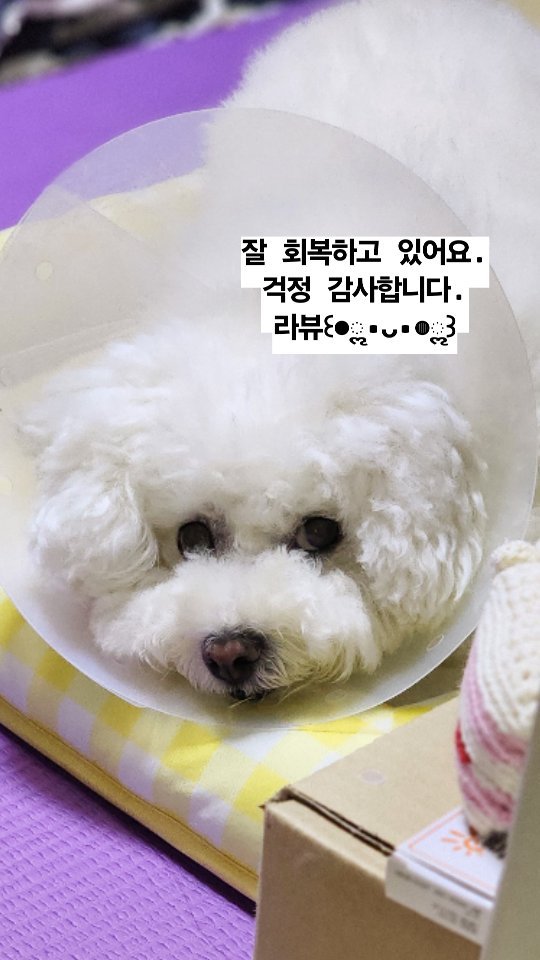 ✨십자인대&슬개골 수술 후✨

안녕하세요. 나나언니입니다🤗

나나의 수술 소식에 많은 분들이 디엠과 연락을 주셔서 놀랐어요. 동시에 감사하다는 인사를 전하고 싶습니다.

나나언니 특[길게 설명하기 귀찮아서 심하게 요약함]이 있기에
아직 정확한 이야기를 모르시고 걱정담긴 연락이 많이 와서 자세히 이야기하고자 이렇게 글을 남깁니다. 

2.17 (나나의 릴스중) 분홍색 멜빵 올인원을 입고 친구들과 술래잡기 하던중. 나나옷의 뒷다리부분이 벗겨지면서 다리가 걸렸고 미끄러지며 다리를 절뚝였습니다. 평소 나나가 올인원을 입고 뛰기전에 제가 항상 뒷다리는 벗겨주는데 그날 제가 깜빡했으니 저의 부주의죠🥲
바로 자주가던 동네 병원으로 갔고 단순 인대늘어남이나 근육통으로 알고 진통제를 처방받았고 3일후 내원하기로 했습니다. 

2.20 동네병원에 십자인대 부분파열진단을 받고 수술가능한 2차병원으로 전원했습니다. 일주일후 수술전검사를 위해 예약하고 다시 일주일진통제를 처방 받았습니다. 

2.22 평소처럼 출근했고 점심쯤 가족들에게 나나가 식탁밑, 책상구석에 들어가 안나오고 간식도 먹지않을 정도로 컨디션이 급격히 안좋아졌다는 연락을 받았습니다.  최대한 빠르게 처치받을 수 있는 병원을 찾아 연락을 돌렸고 한군데에서 당장 오라는 연락을 받고 퇴근후 바로 찾아갔습니다.
그날 오후 6시 십자인대재건술과 슬개골3기 수술을 동시에 받고 7시에 집으로 돌아왔습니다.

수술을 위해 갔던 첫병원에서 TPLO수술을 권유 받았기에 그 수술만 생각하고 있었으나 응급수술한 병원에선 나나에겐 TPLO보단 재건술이 알맞다며 슬개골과 함께 수술진행했습니다.

현재 나나는 재활운동겸 밖에서 5-10분정도 산책이 가능한 정도까지 회복이 되었어요.🎉🎉

수술해주신 원장님께선 나나가 충분히 예전처럼 친구들과 술래잡기할 수 있다고 하셨습니다.

나나언니는 나나의 완벽한 회복기간을 1-2달정도 생각하고 있어요.
종종 나나의 재활운동을 올릴게요🤗

🌟나나가 수술한 병원에 대한 정보는 디엠이나 댓글 달아주시면 알려드릴게요.
🌟나나의 머리는 회복을 위해 밀어버린 상태입니다.🥲