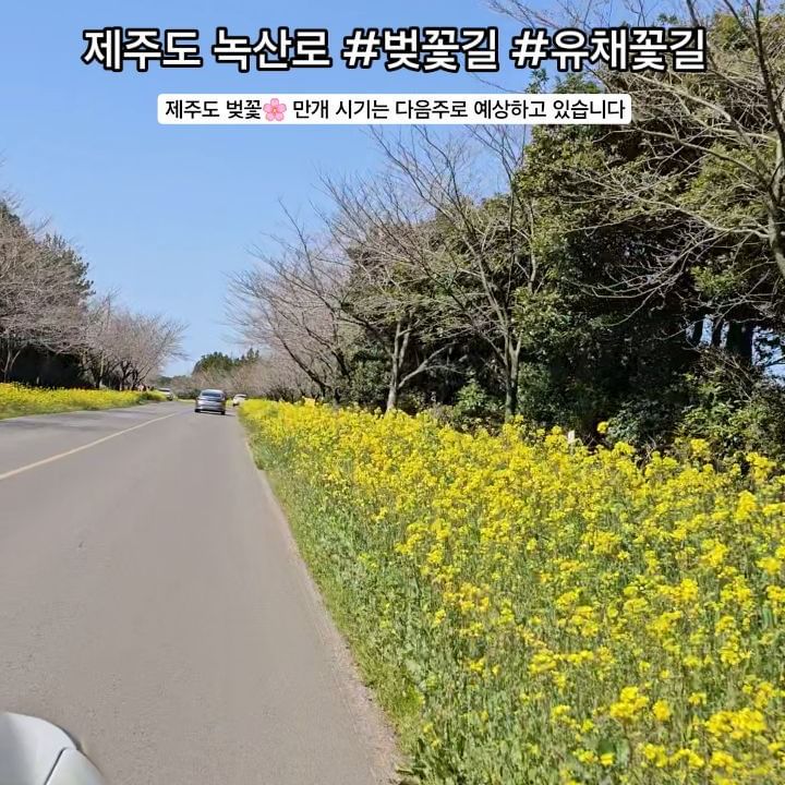 제주도민이 알려주는 실시간 #벚꽃개화상태 #유채꽃개화상태
영상 참고해서 여행계획 세우세요~💕