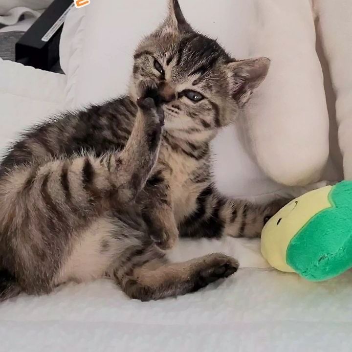달디단  발🐾 양갱 우리 더키 존만이시절😁