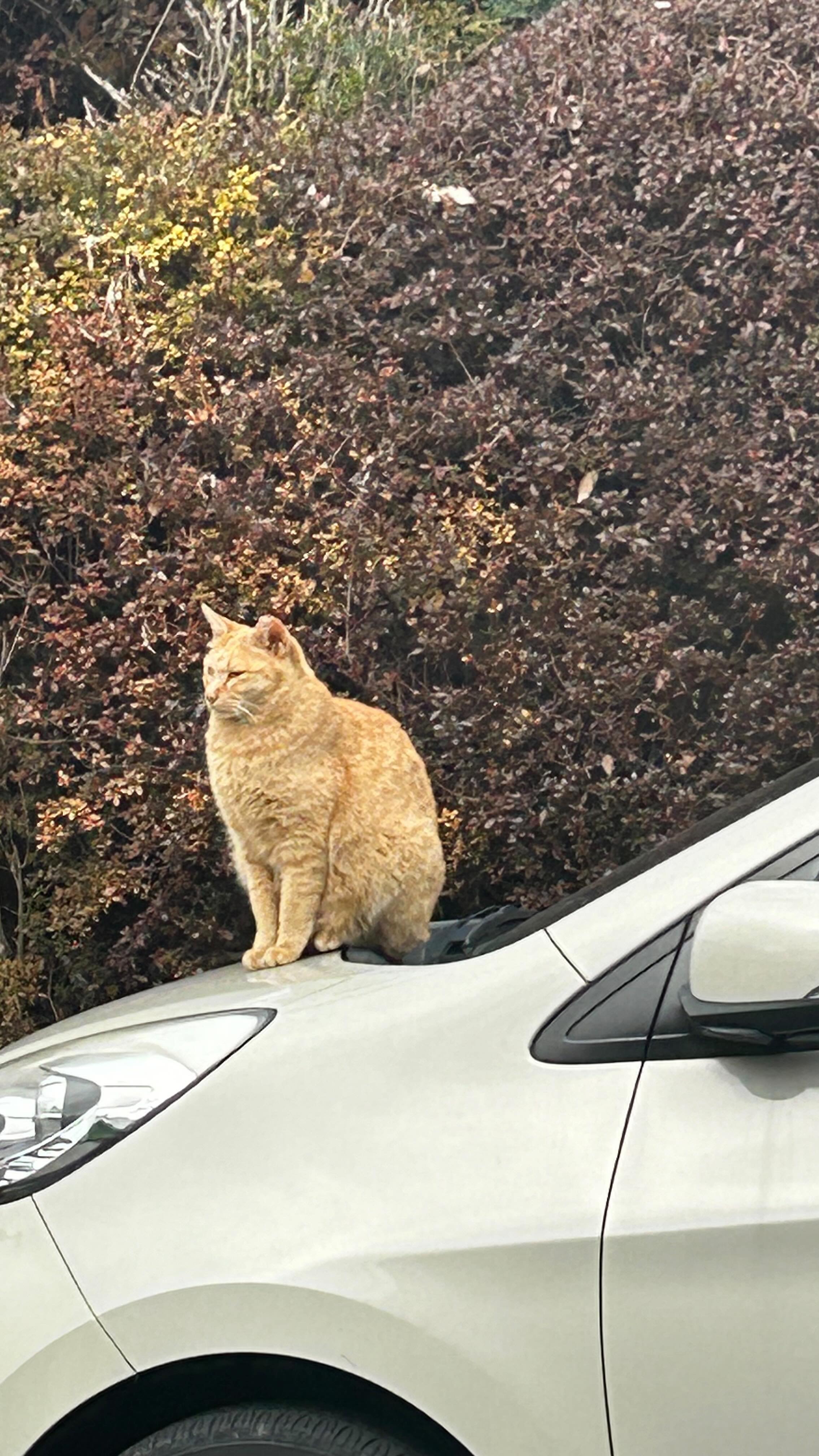고양이들이랑 첫만남은 너무 어려워
.
.
#fyp #고양이 #cat