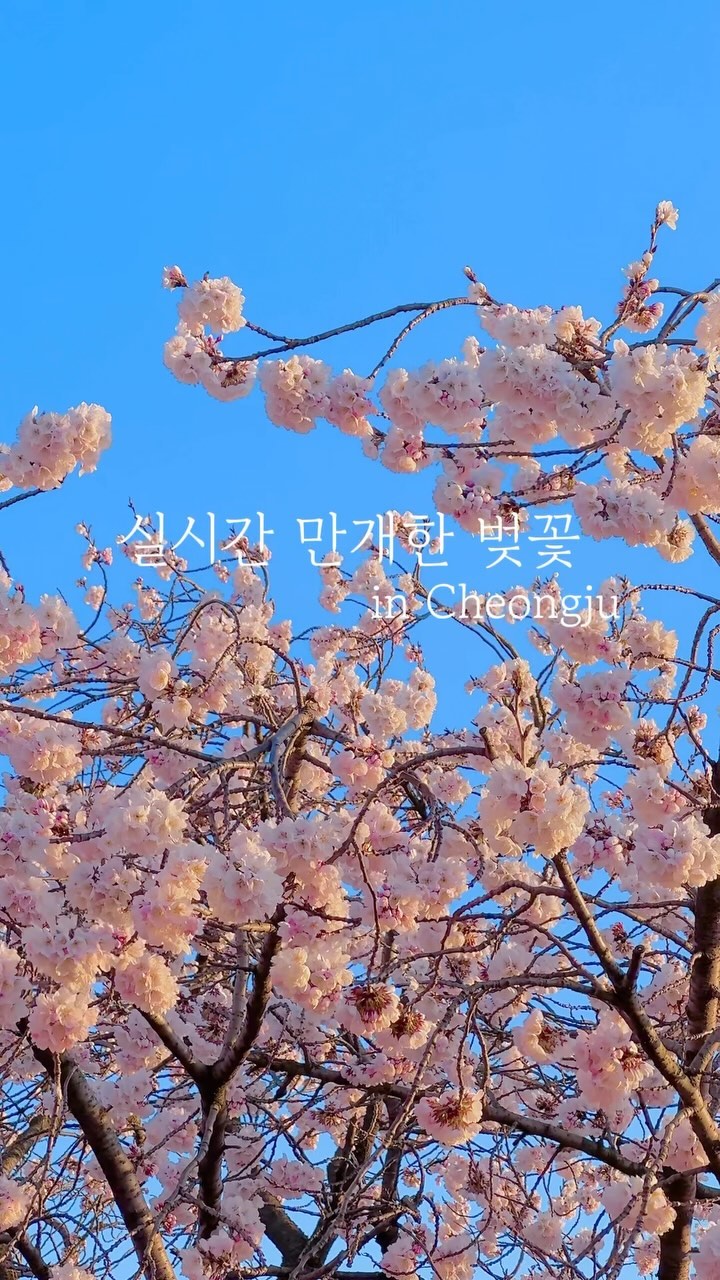 🌸실시간🌸어느새 만개한 벚꽃 현황
이런 실시간 꽃 소식이 좋다면 팔로우하세요🩷
⠀
작년보다 늦어지는 벚꽃 소식으로 계획에 차질이 생기고 있는 분들 많으시죠 그중 하나 저,,,🥹
⠀
언제 벚꽃 피나 궁금하기도 하고 워낙 매년 일주일정도 다른 나무들보다 빨리 피는 나무라 혹시나 하고 다녀왔는데 만개했어요✨
⠀
무심천에 빨간 전화 부스 벚꽃만 폈으며 개나리랑 목련도 있어서 인물 사진 찍기에는 좋을 거 같아요! (실제로 사진작가님이랑 모델분 사진찍고 계시더라고요?📷)
⠀
청주 무심천 벚꽃은 워낙 예쁘기도 하고 올해는 피크닉존이랑 푸드 트럭도 온다고 하니 축제 기간에 꼭 방문해보세요 🌸💝
⠀
▫️청주 무심천 벚꽃 축제 3월 29-31일
▫️무심천 주변 벚꽃 뷰 카페 : 라토커피, 겸하당
▫️운리단길이랑도 가까워서 카페 좋아하는 분들은 무심천 구경 후 운리단길도 추천드려요☕️
⠀
〰️예고 : 초신상 목련뷰 카페, 비교적 조용한 산수유마을 개화 현황
⠀
➡️여행 가기 전까지 계속 보고싶다면 저장🤎
➡️함께 가고싶은 사람에게 공유🔊
➡️실시간 올라오는 꽃 소식이 궁금하다면 @everymoment_writer팔로우🧚

#모든순간의지은_꽃 #청주벚꽃 #무심천벚꽃 #벚꽃실시간 #청주벚꽃명소 #무심천벚꽃길 #청주여행