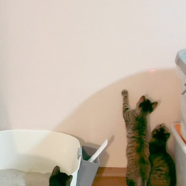 콘텐츠