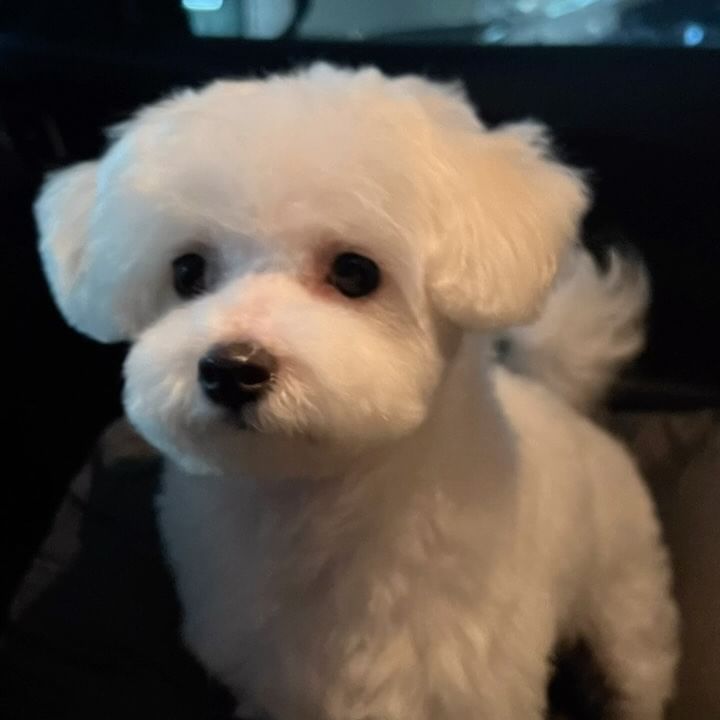 #협찬
꺄 넘 귀여워 미쳐버려🤍🤍🤍
인형 같은 고론희 넘 예쁘게 미용 받고 왔어요오
론희씨 첫 배냇미용은 바짝 밀어서
가위컷은 처음인데 넘 귀엽게 컷트 해주신 모모그루밍 원장님 😍👍🏻

#검단신도시애견미용 #인천애반려동물미용 #인천애견미용 #인천서구애견미용 #검단애견미용 #김포애견미용 #풍무애견미용 #계양애견미용 #원당동애견미용 #아로마스파 #탄산스파 #펫아로마테라피 #가위컷 #애견아로마테라피 #아로마테라피원데이클래스