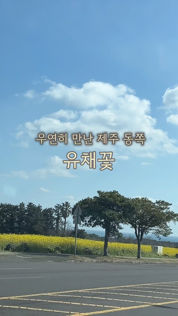 제주도는 지금 어딜가든 유채꽃 만발이에요🌼
특히 동쪽은 가는 길마다 꽃밭을 만나 가다 서다를 반복했어요
저는 제주여행이 너무 오랜만이라 미리 찾아보고 갔지만 우연히 만난 유채꽃이 더 예쁘더라고요. 유채꽃 포인트를 알아가는 것도 좋지만 우연한 만남으로 특별한 추억을 쌓아보시길🍊

#제주 #제주유채꽃 #유채꽃