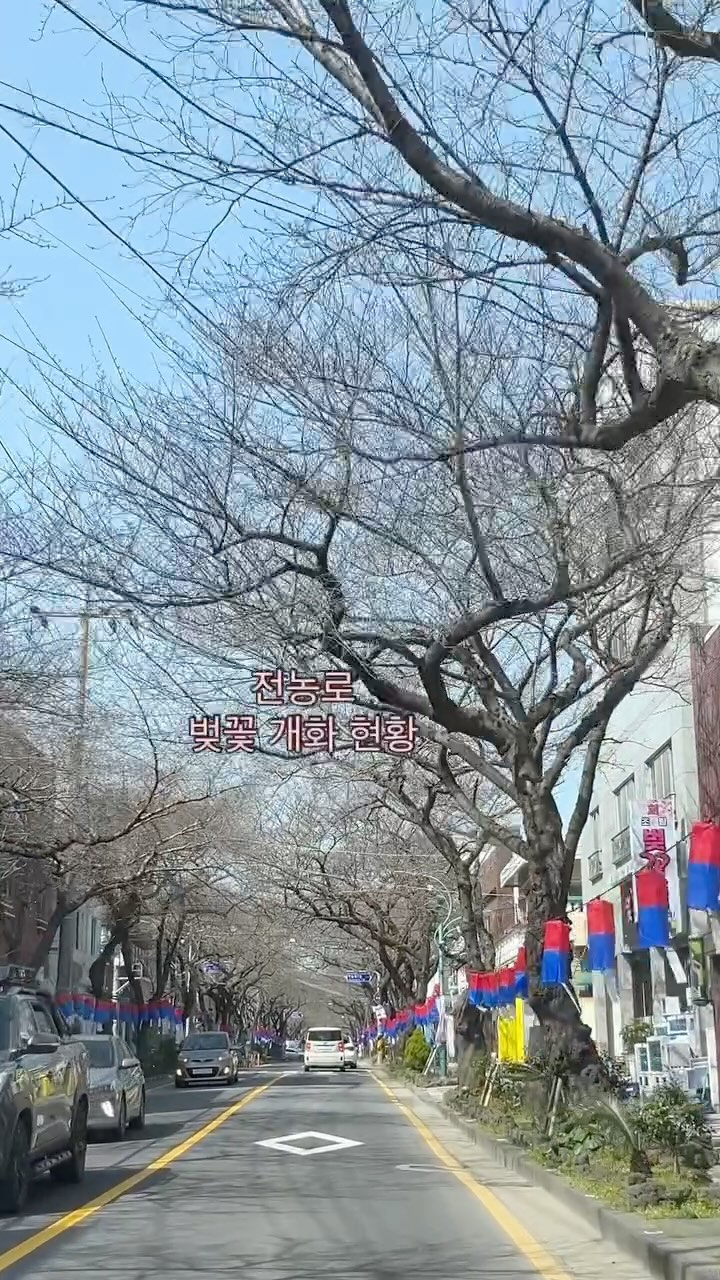 주말에 벚꽃축제 한다해 살짝쿵 기대했는데 
아직 옥수수 알갱이( •︠ˍ•︡ ) 가는 날 다시 올테니 꽃 피워주길🌸

#전농로 #제주벚꽃
