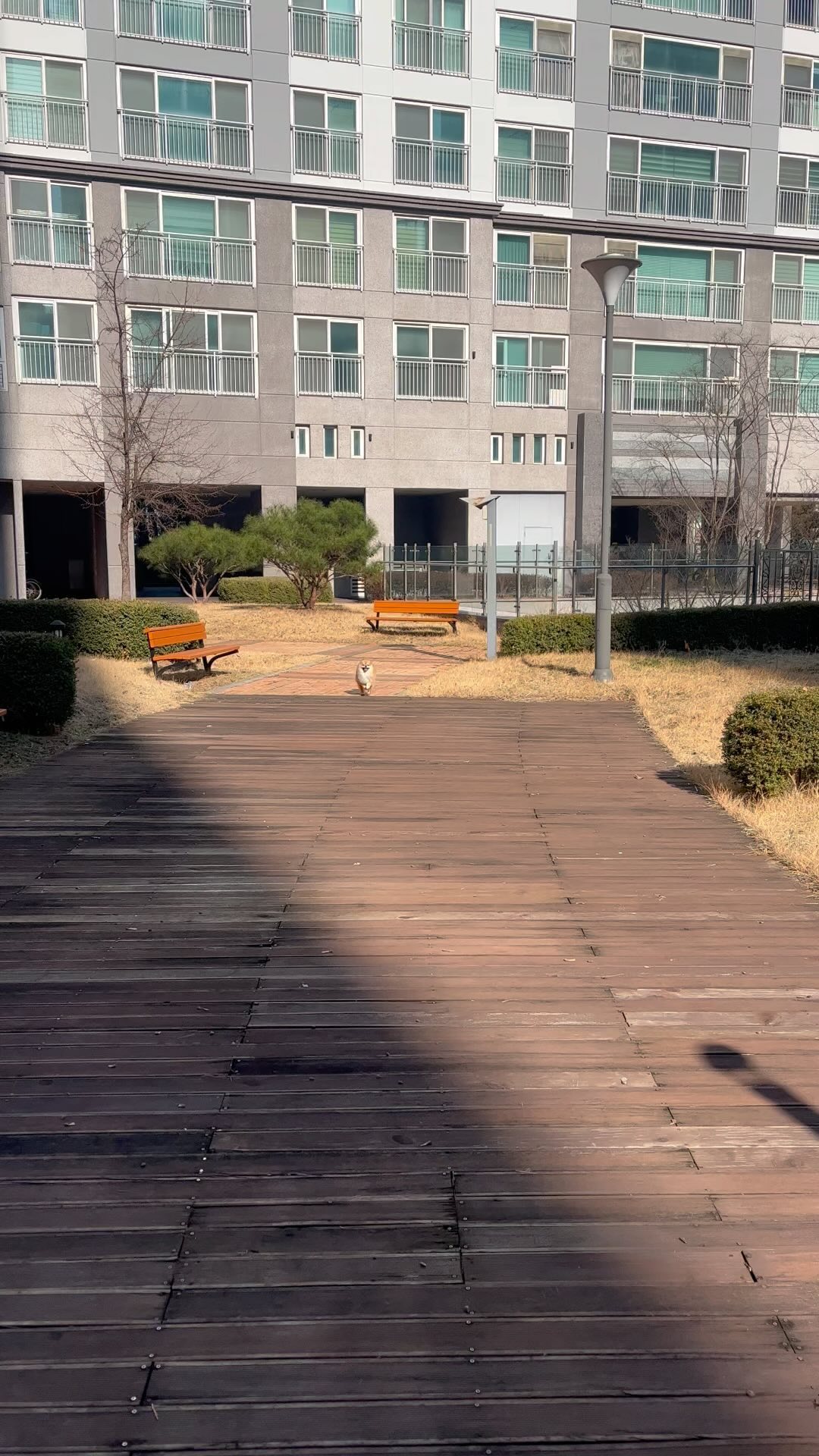 아직 에너지가 넘치시는 노견뭉치ㅋ🤍 
.
.
.
#포메라니안