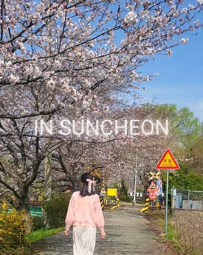 -
📷 2024. 3. 29

해떠서 갔는데 점점 흐려지고😂
집왔더니 해뜨고 난리네요 😭

와중에 능수벚꽃이 맞는지 수양벚꽃이 맞는지 검색했는데
능수버들이 한국이 원산지 수양버들이 중국이 원산지래요~ 
버드나무에서 유래된 이름이니 둘다로 불러도 무방한가봐요😊

(장소는 마지막🤗~)