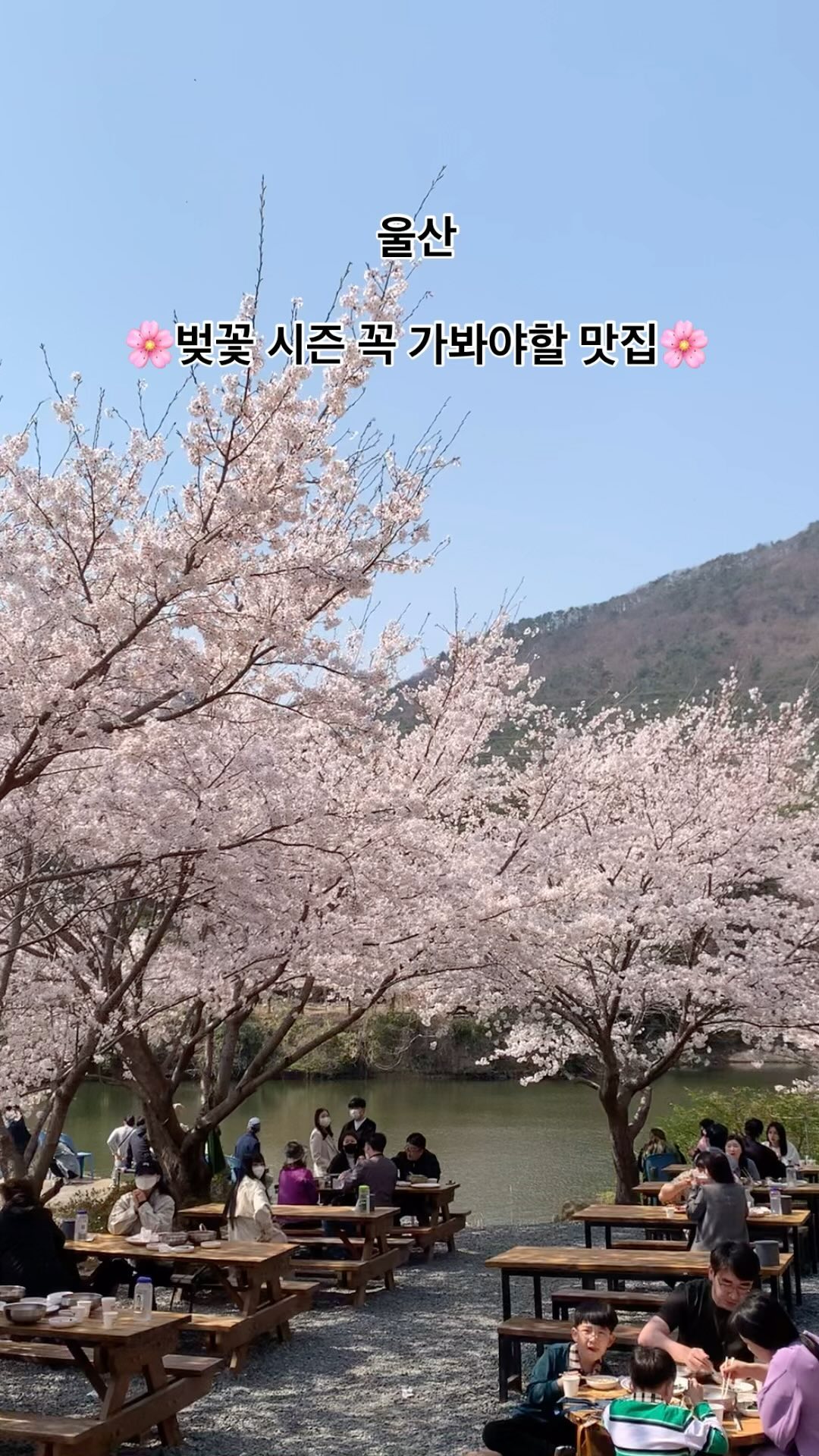 🏃🏃🏼‍♀️곧 달려가야할 벚꽃맛집🌸🌸
올 해는 개화가 빠르다고 해요💕

울산분들은 요기 모르는분들이 없을 것 같은데요
아무래도 벚꽃뷰 야외 자리가 가장 인기라, 
주말은 웨이팅 상당 하지만🥹🥹
평일은 노려볼만해요👍🏻👍🏻
가격도 착한 울산 맛집 ! 
칼국수 뿐만 아니라 사이드메뉴 
도토리묵 , 파전도 맛있어요🫶🏼

📍무라카데칼국수

울산 울주군 청량읍 율리영해1길 104-5
매일 11:00 ~ 19:00 (브레이크타임 15:30 ~ 16:00)

✔️현장 테이블링
✔️주차가능, 야외 테이블 애견동반가능