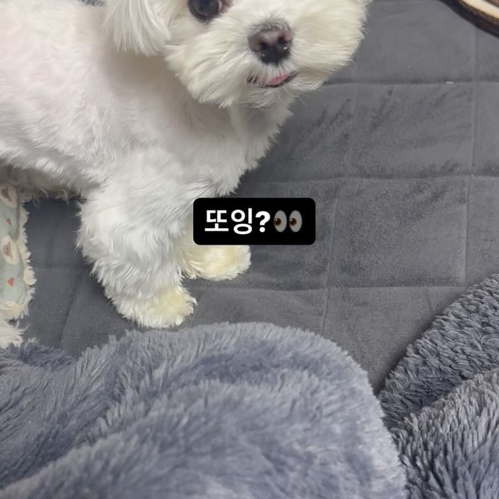 잘놀길래 찍은건뎈ㅋㅋㅋㅋㅋㅋ
눈마주치고 뛰쳐나가따 🤣🤣🤣

#강아지 #강아지릴스 #멍스타그램 
#미니비숑 #강아지그램 #doglover
#mydog #dogstagram #dogreels
 #followmydog #멍팔소통 #강아지소통
